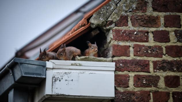 How to Get (and Keep) Squirrels Out of Your Attic