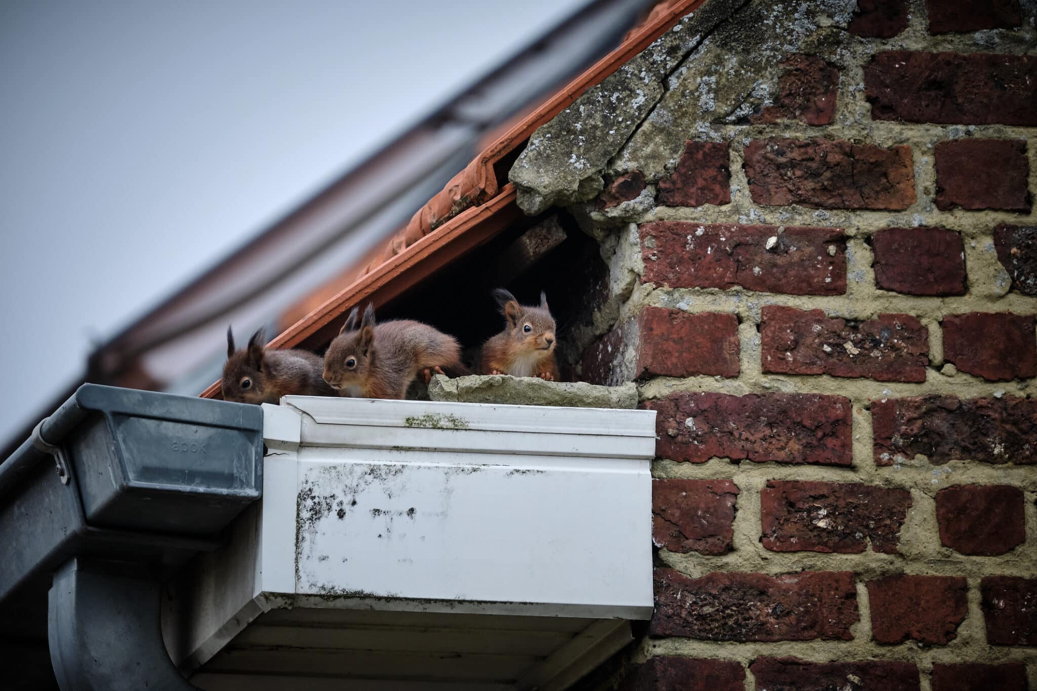 How to Get (and Keep) Squirrels Out of Your Attic - EcoWatch