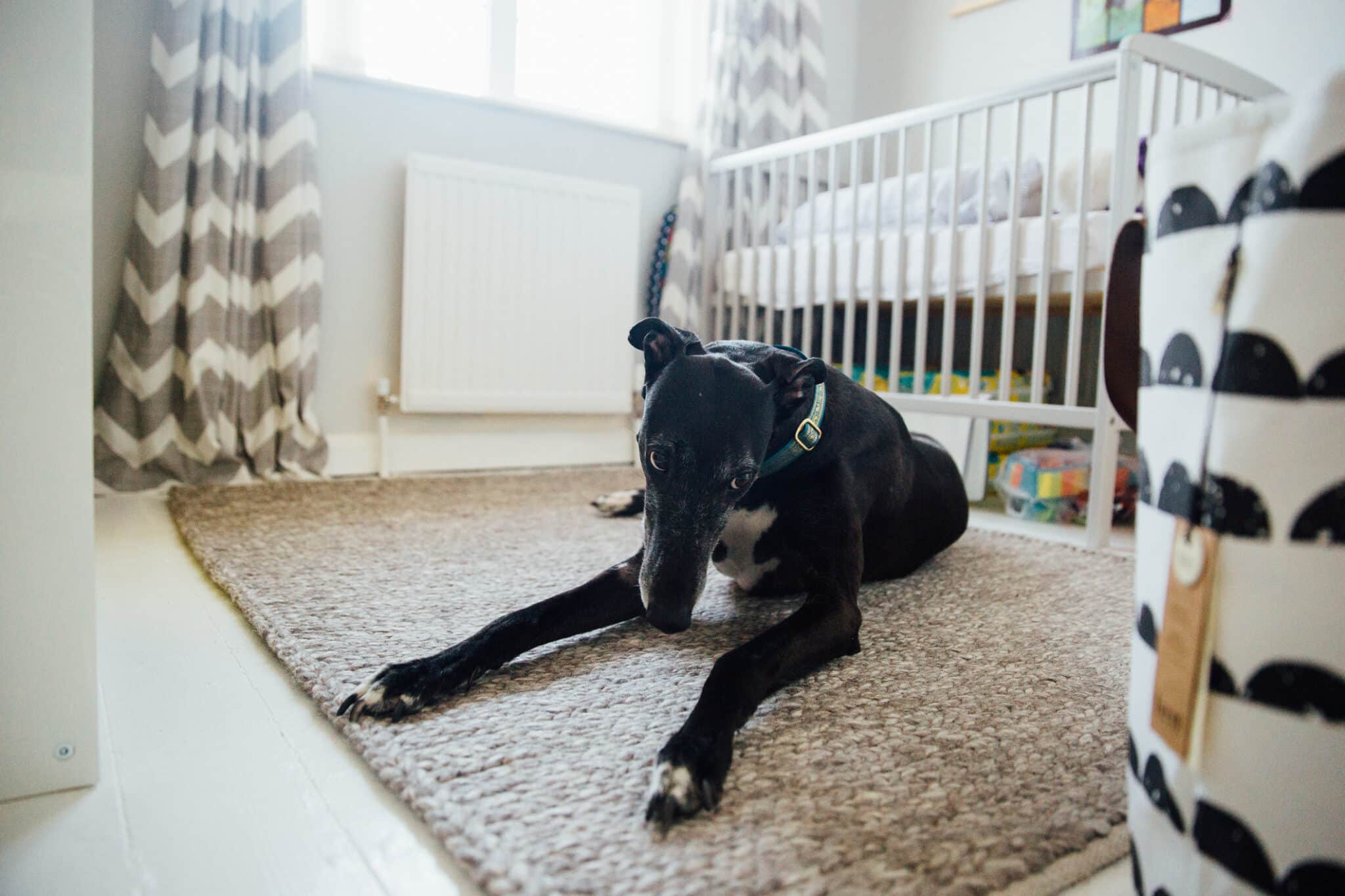 Black whippet greyhound dog lying on a rug