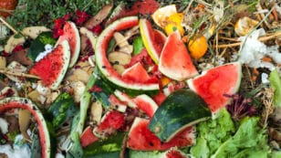 Compost Bugs: The Good and the Bad
