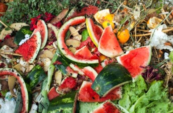 Compost Bugs: The Good and the Bad