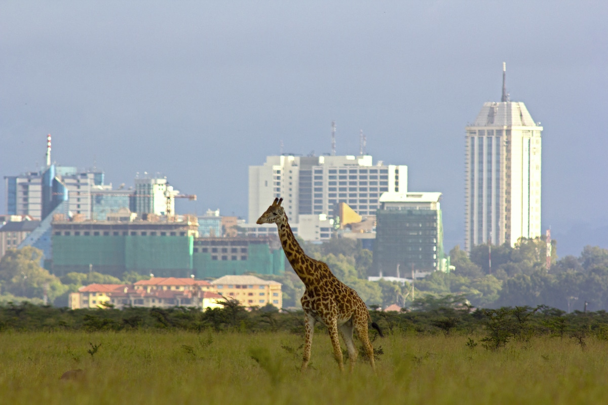 A giraffe in Nairobi National Park in Kenya with the city skyline in the background