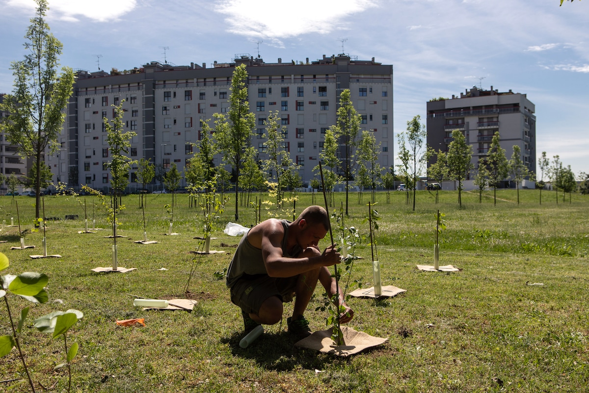 A gardener plants a tree in the city of Milan, Italy