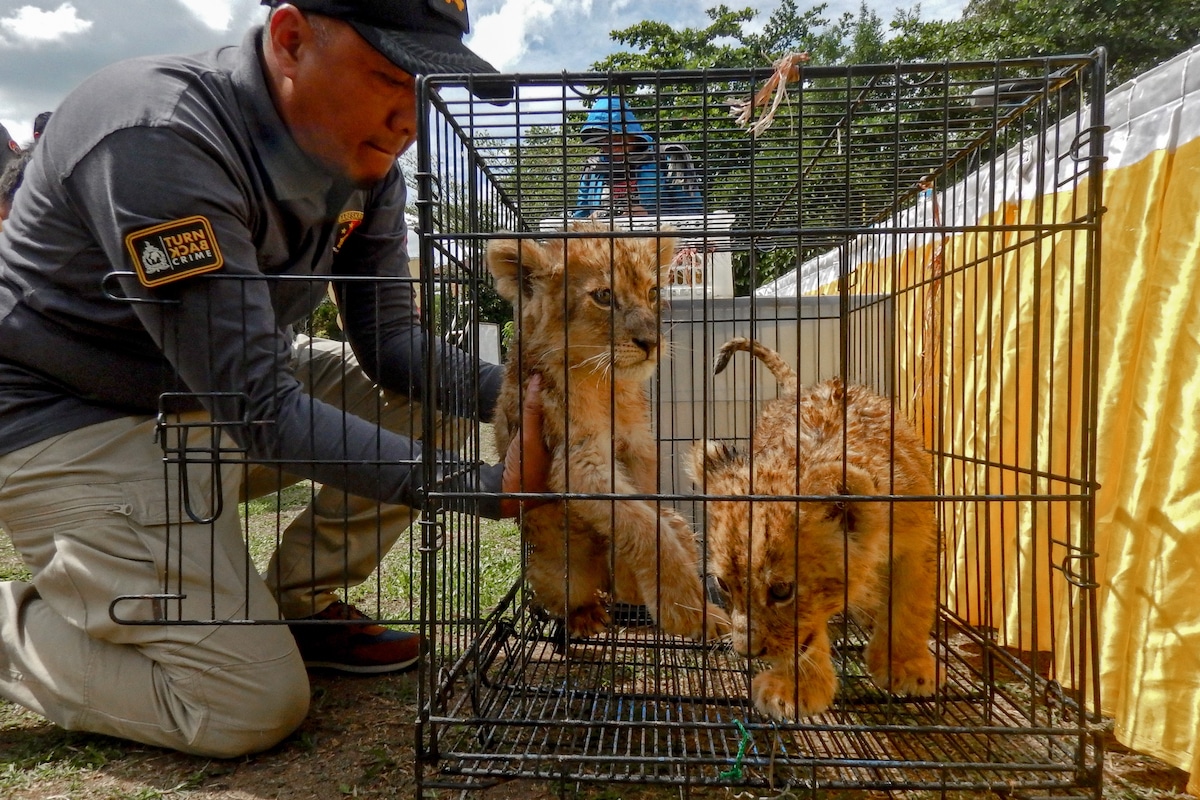 Lion cubs after they were saved from illegal wildlife trafficking in Indonesia