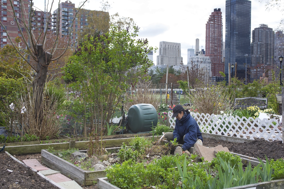 A community garden in New York City