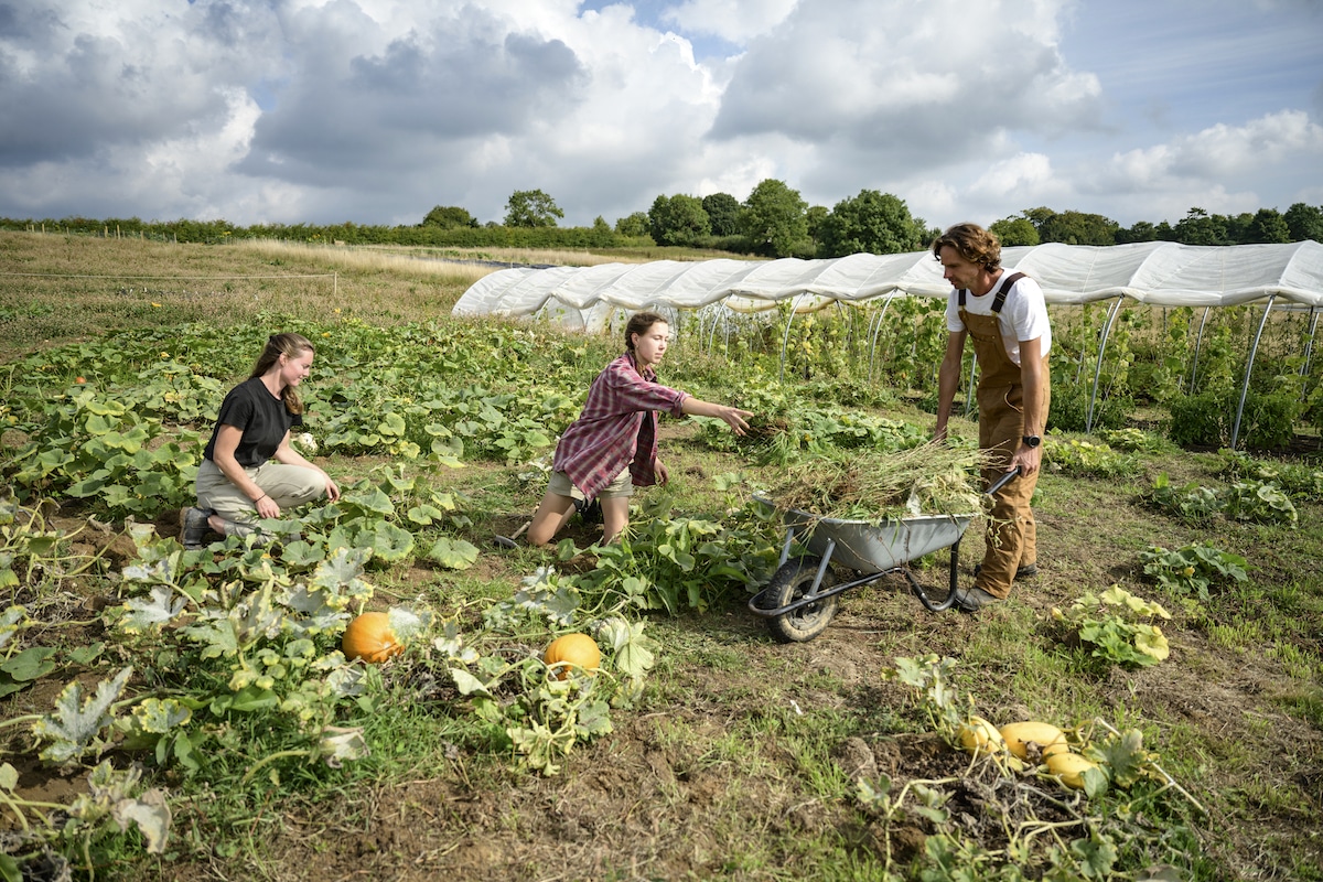 Three regenerative farmers work in a squash patch