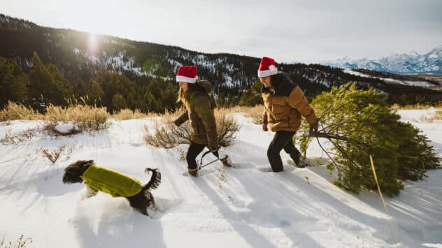 How to Protect Forest Health By Harvesting Your Own Christmas Tree
