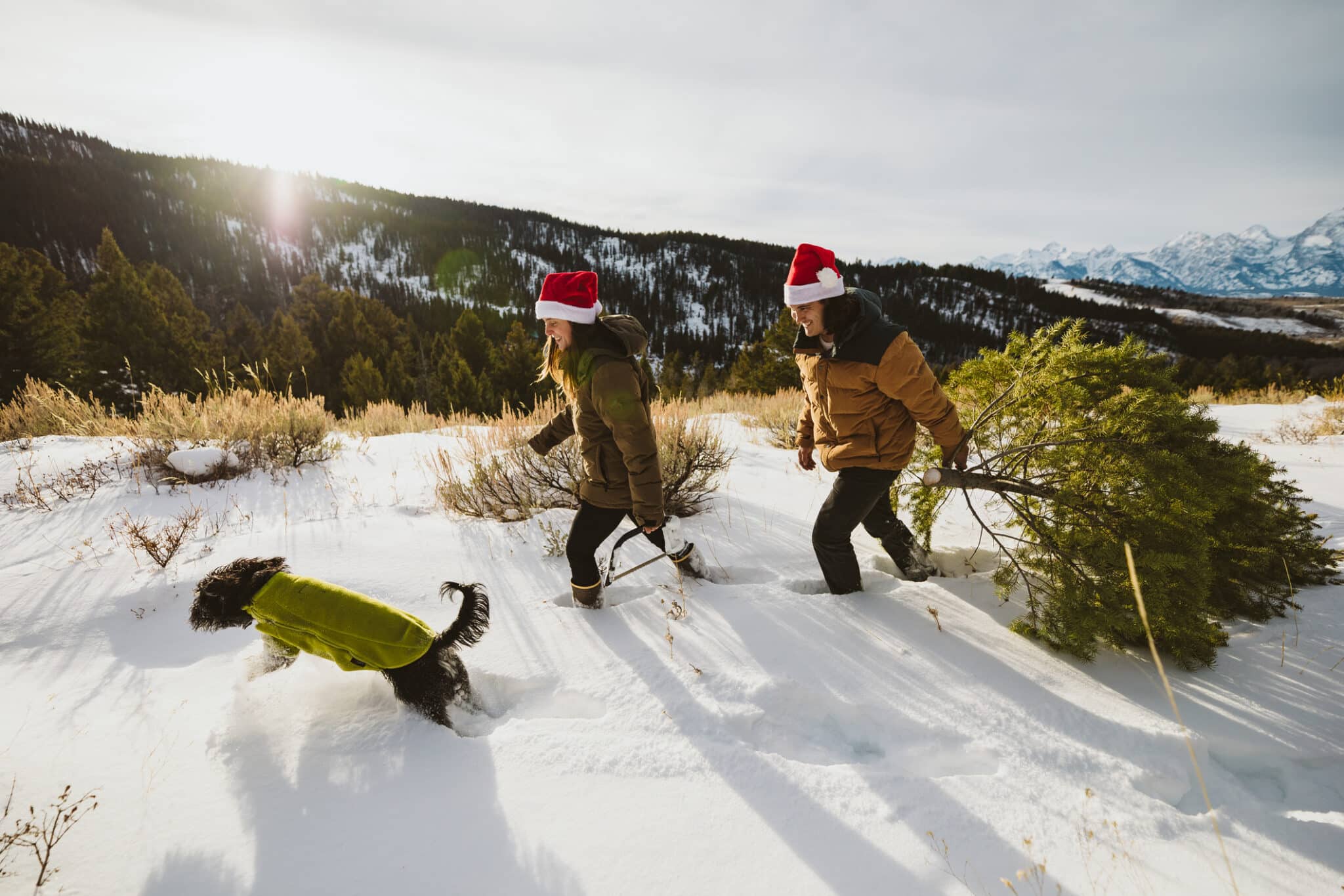 Dog walk and christmas tree cutting in santa hats