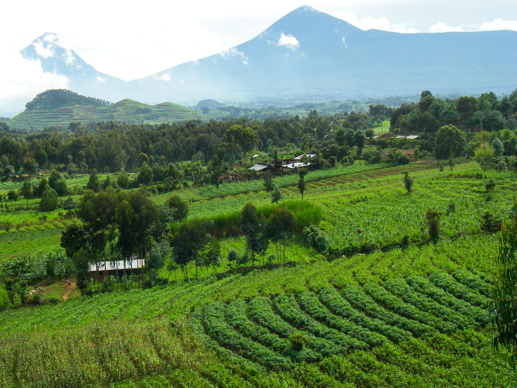 Mikeno Karisimbi Peaks and Farmland Virunga Mountains Rwanda Central Africa