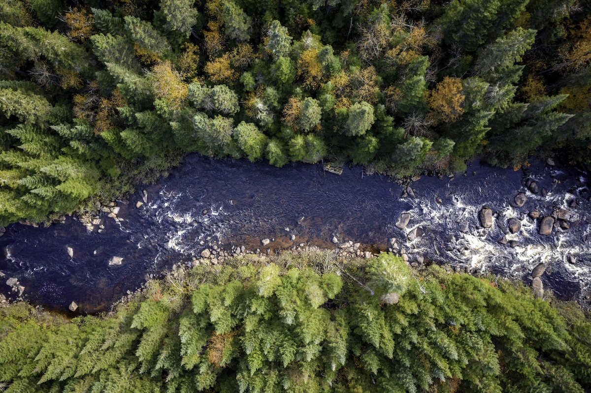 A boreal forest and river in Quebec, Canada