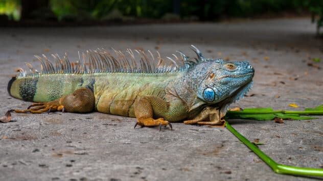 Invasive Iguana Causes ‘Large Scale’ Power Outage in Florida City