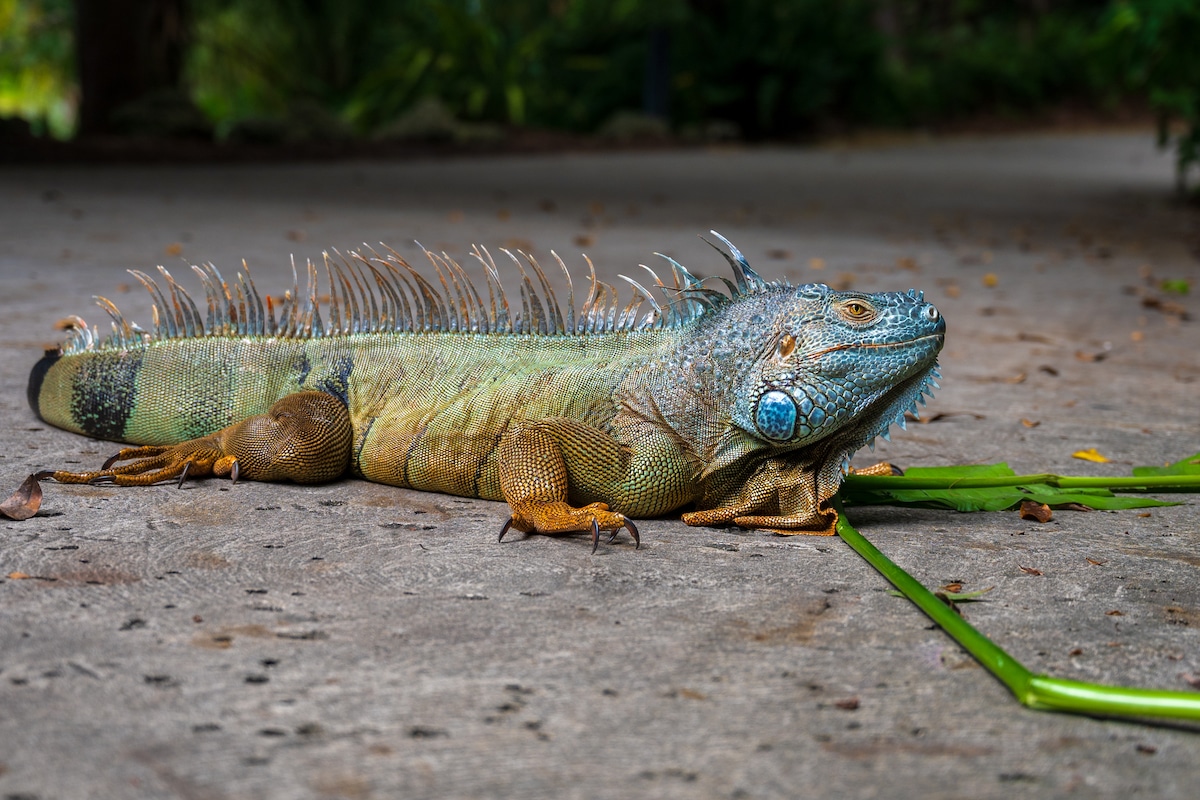 A green iguana in Florida