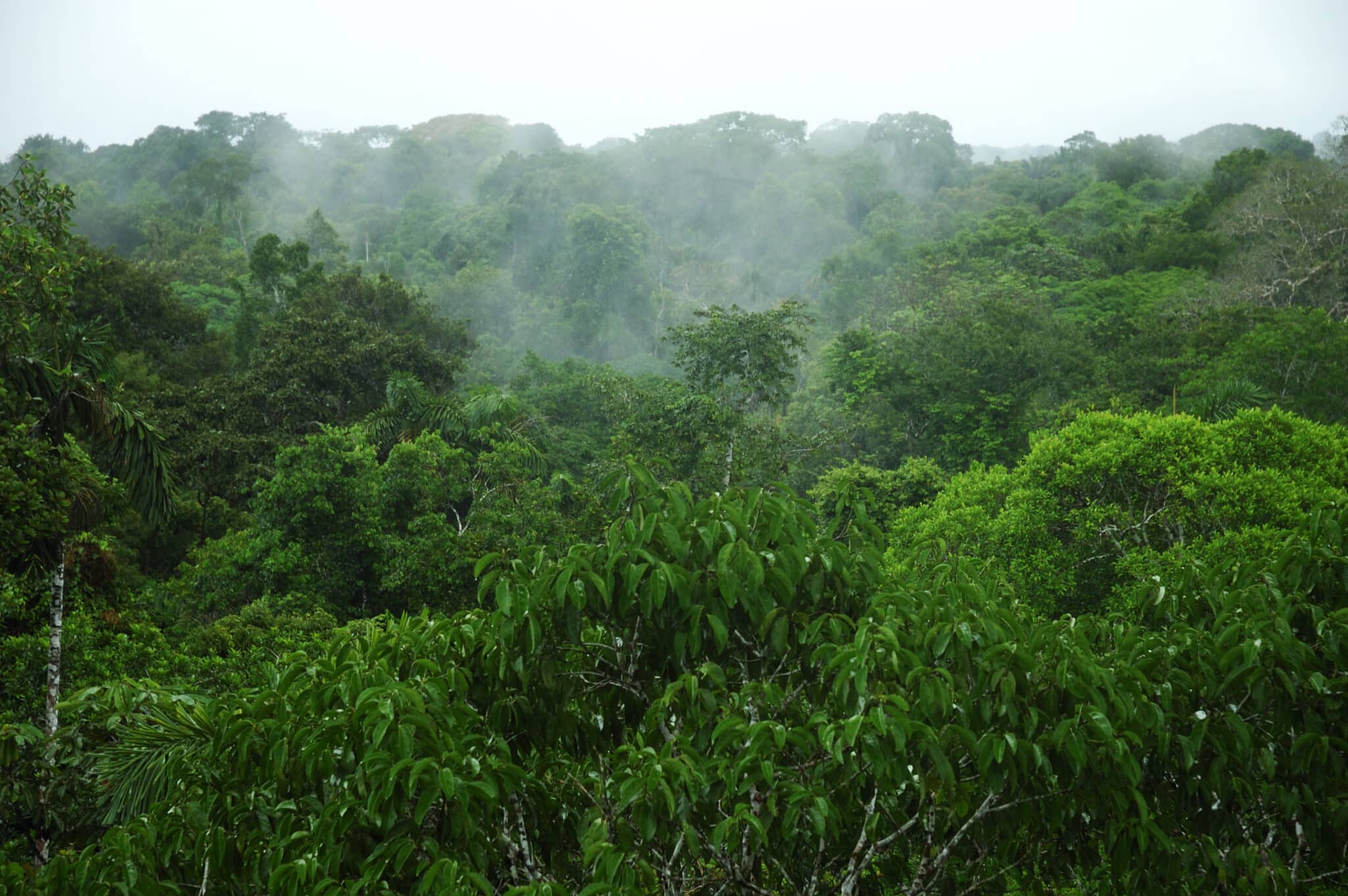 Amazon Canopy