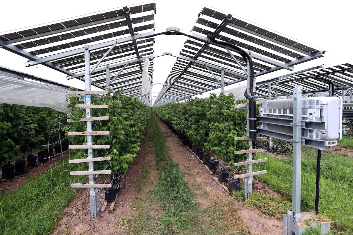 Raspberry crops grow under solar panels at an agrivoltaic farm in the Netherlands