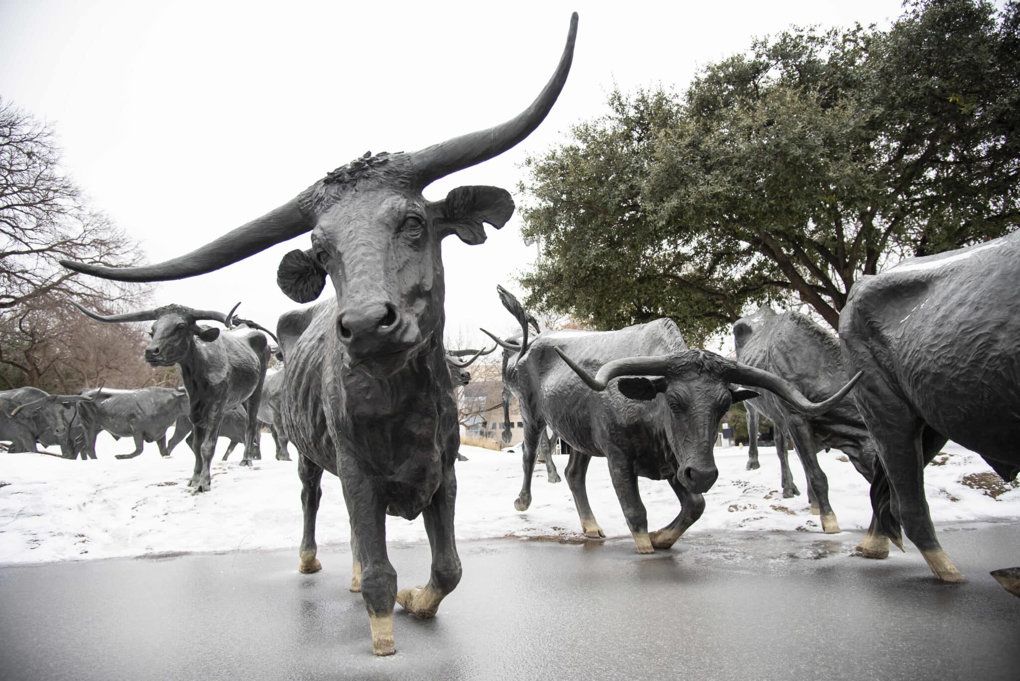 Statues of cattle in Dallas snow