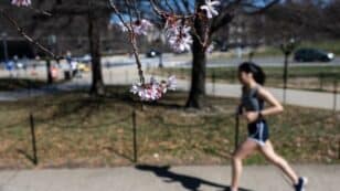 ‘It Is Surprising When You Live Through It’: Parts of Eastern U.S. Experience Earliest Spring on Record