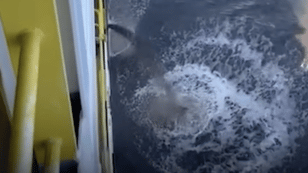 Leaked Video Shows Sediment Release in Deep-Sea Mining Test