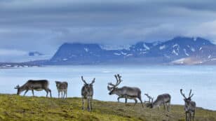 High PFAS Levels in Norwegian Arctic Ice Pose New Risk to Wildlife