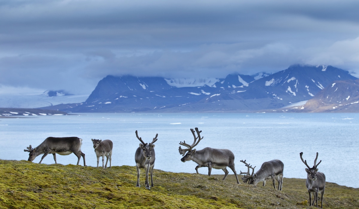 A herd of reindeer standing in the Norwegian Arctic