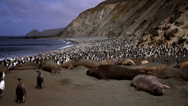 Australia to Triple Size of Macquarie Island Protection Zone to Shield ‘Remote Wildlife Wonderland’ in Southern Ocean