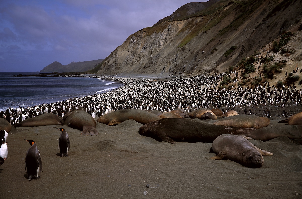 Southern elephant seals on the beach with King penguins and Royal penguins on Macquarie Island, Australia