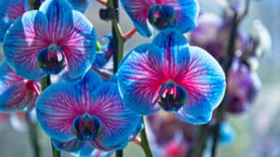 9 Things You Probably Didn’t Know About Orchids