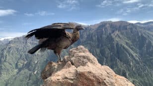 Scientists Identify Plastic as New Threat to Andean Condors in Protected Areas