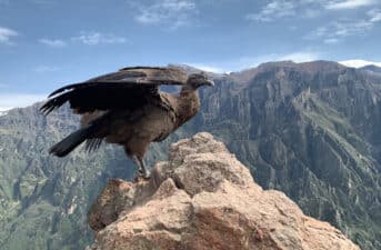 Scientists Identify Plastic as New Threat to Andean Condors in Protected Areas