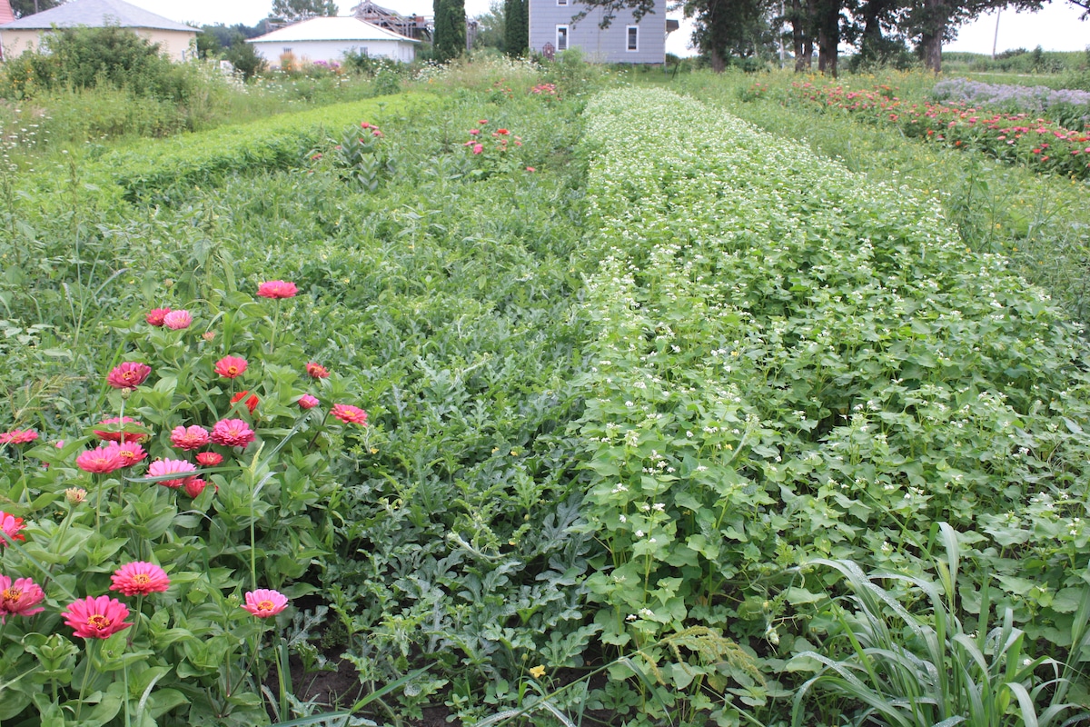 The first year of an experiment where 33% of melon plants were replaced with flowering plants