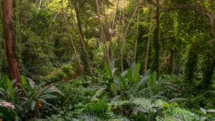 Forest Recovery Can Offset Some Tropical Deforestation Emissions, But Not All