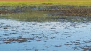 Wetland Methane Emissions Reached ‘Exceptional’ Levels in 2020 and 2021