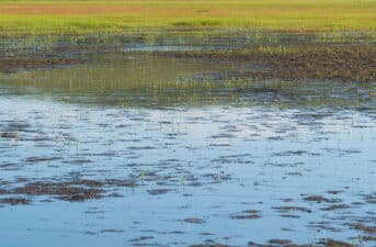 Wetland Methane Emissions Reached ‘Exceptional’ Levels in 2020 and 2021