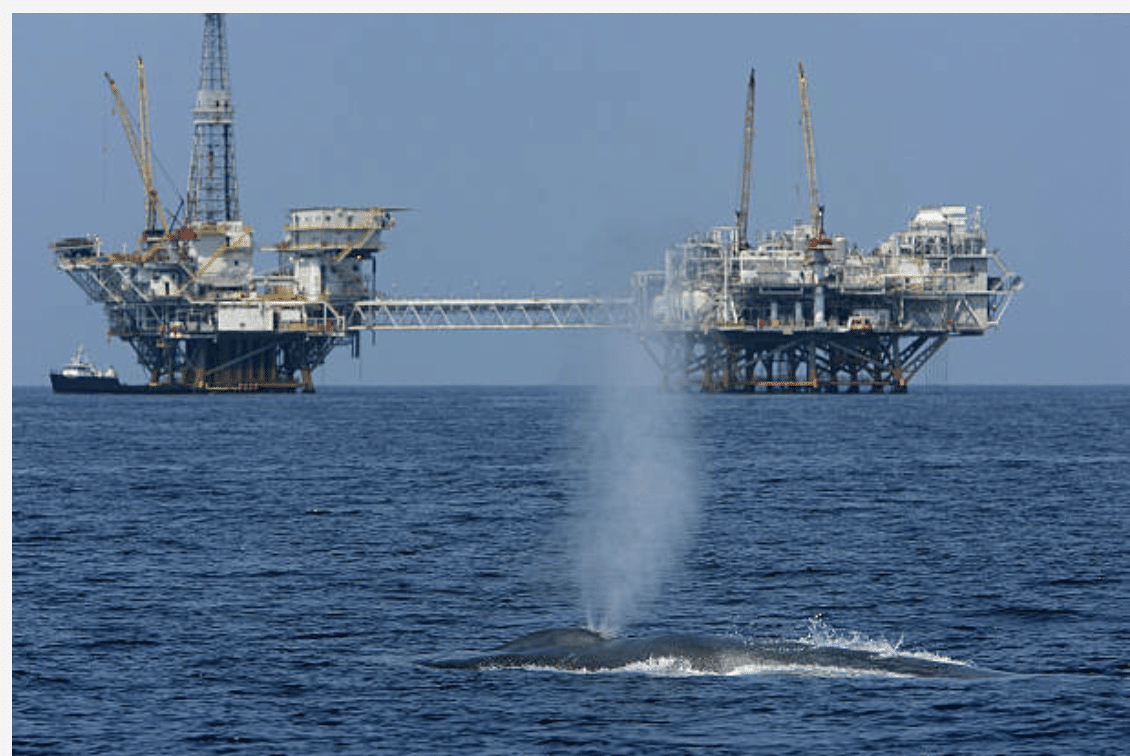 An endangered blue whale swims near offshore oil rigs near Long Beach, California