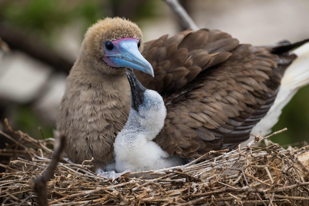 A masked booby seabird and chick nest on Tromelin Island in the French Antarctic