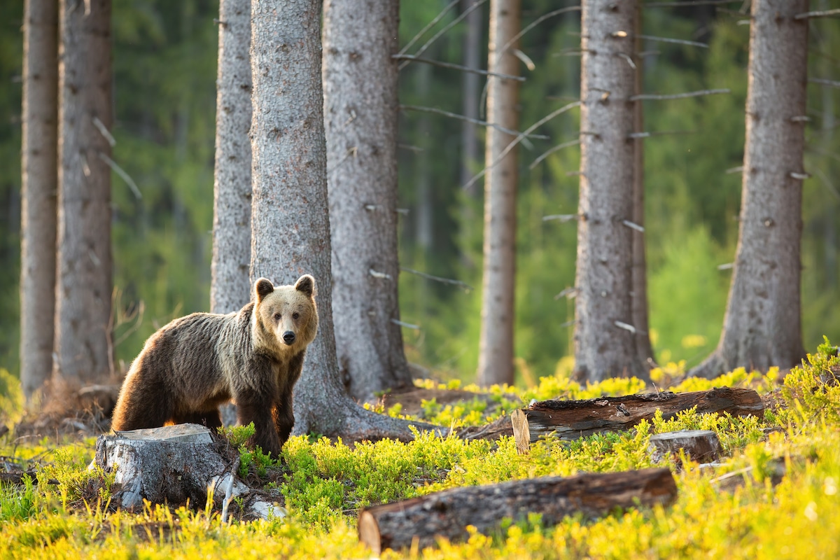 A brown bear in a deforested mountain habitat in Slovakia