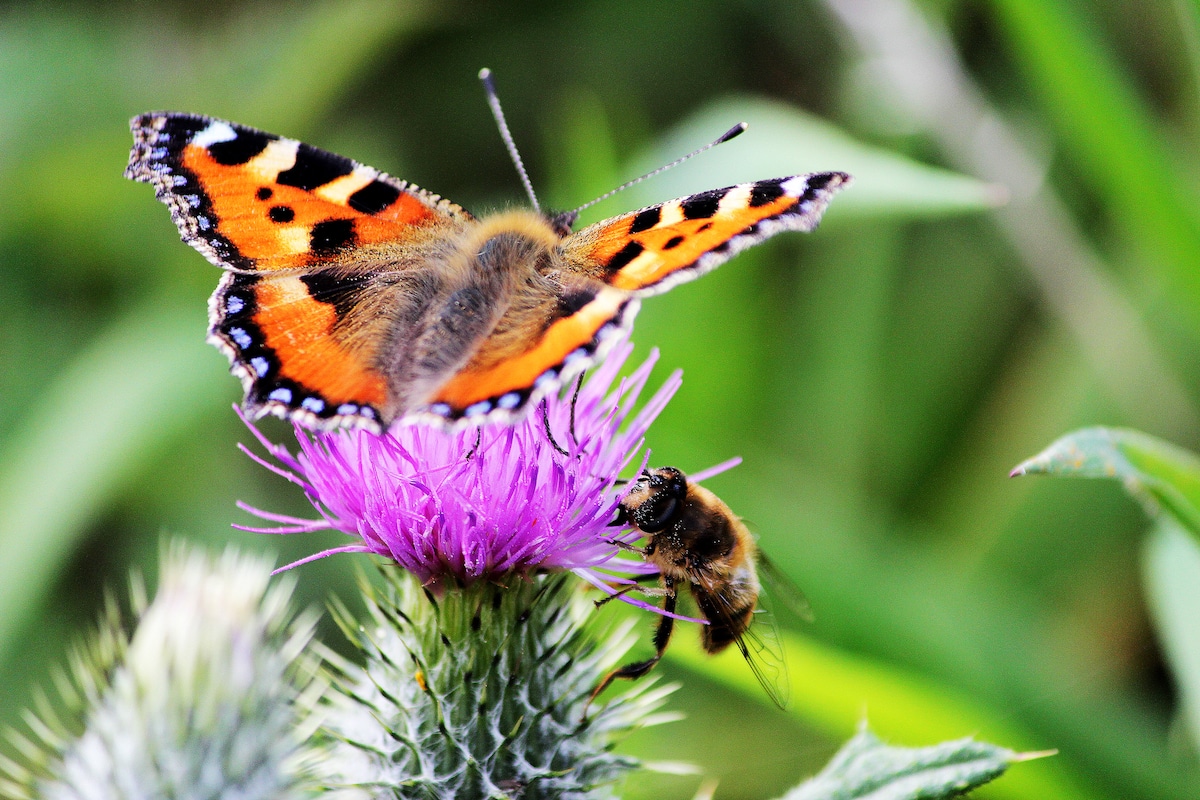 Close-up of a small tortoiseshell butterfly and a bee perching on a blooming thistle