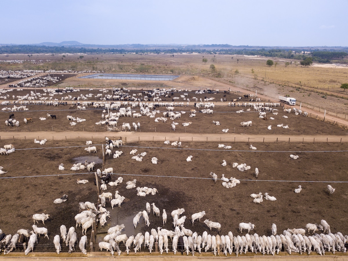 Cattle grazing on a feedlot farm in Pará, Brazil
