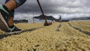 <strong>Rising Temperatures Due to Climate Change Will Reduce Coffee Production Globally, Study Suggests</strong>