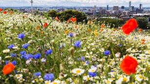Non-Native Plants Outnumber Native Plants in UK and Ireland, 20-Year Study Finds