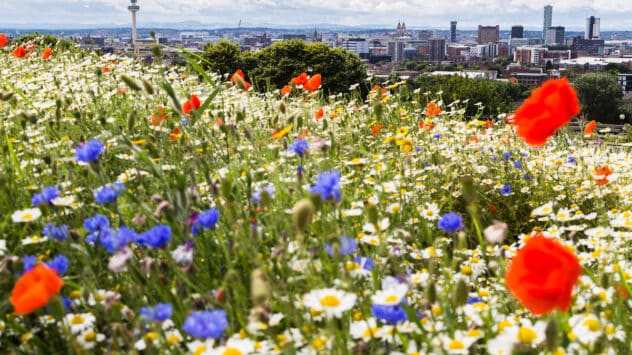 Non-Native Plants Outnumber Native Plants in UK and Ireland, 20-Year Study Finds