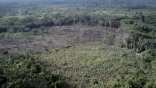 Study Finds Evidence That Tropical Deforestation Stops the Rain