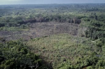 Study Finds Evidence That Tropical Deforestation Stops the Rain
