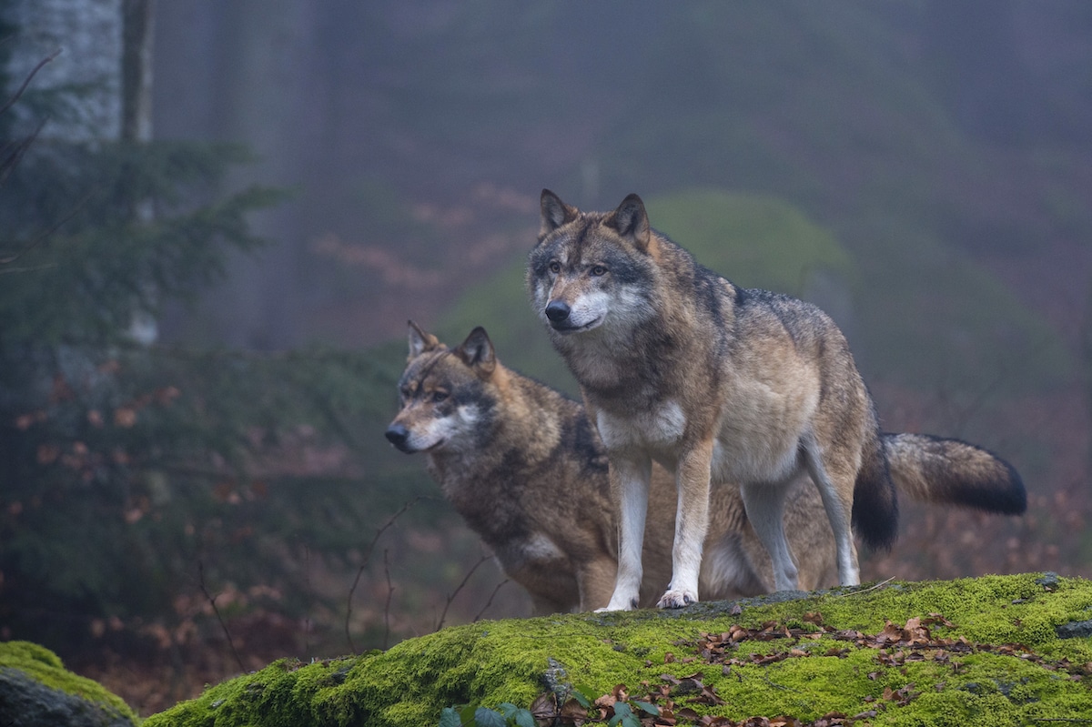 Two gray wolves in a national park in Germany
