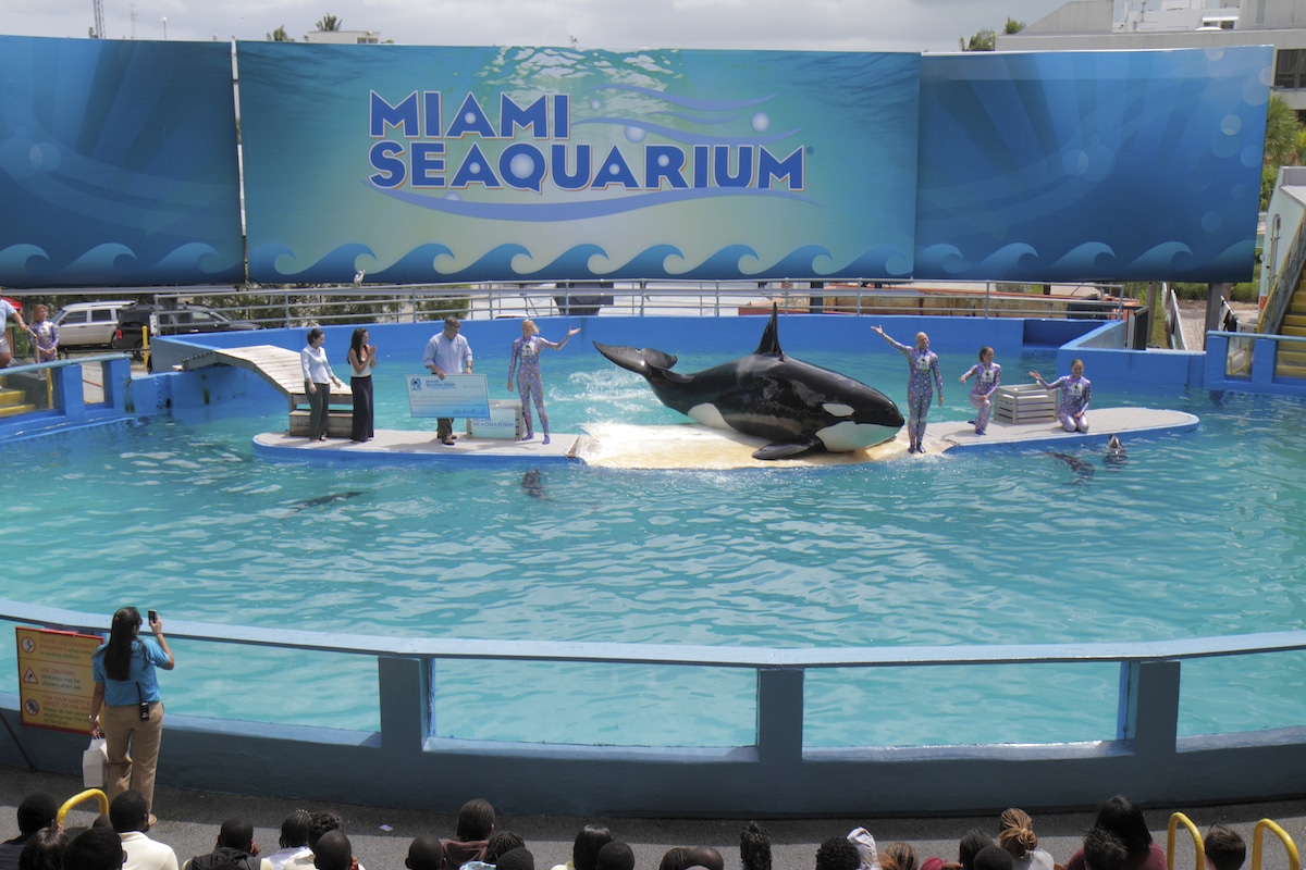 Lolita/Tokitae the killer whale performing at Miami Seaquarium