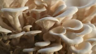 Oyster Mushrooms Could Consume a Million Cigarette Butts in Australia