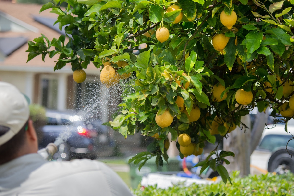 A government worker in California sprays a pesticide on a citrus tree