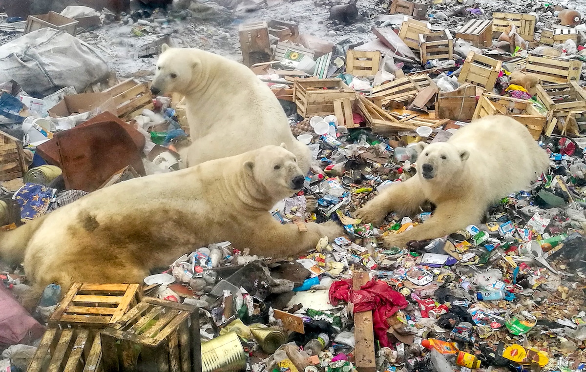 Polar bears feeding at a garbage dump near a remote Russian village