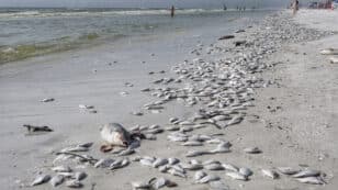 <strong>Red Tide Returns to Florida Beaches Earlier and Stronger Than Normal</strong>