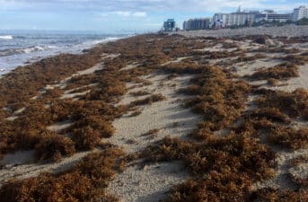 Giant Seaweed Blob Twice the Width of the U.S. Starts to Arrive in Florida