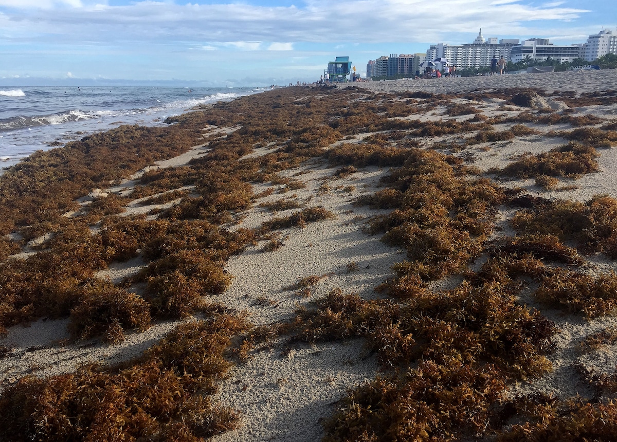 Tons of sargassum seaweed covering the shore of Miami Beach, Florida
